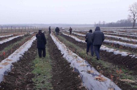 Фермерское хозяйство на Прикарпатье заложило 10 га голубики