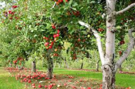 Україна нарощує експорт продукції садівництва