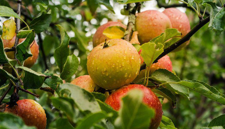  Світове виробництво яблук зросте – прогноз