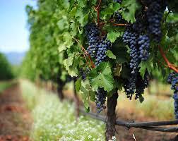  ЕС увеличит квоты на экспорт молдавского столового винограда