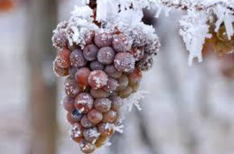 Из-за теплой зимы в Германии не будет айсвайна