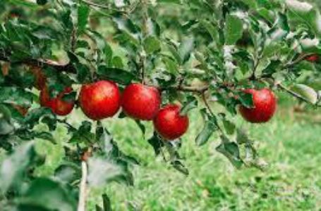 Експорт українських яблук зростає