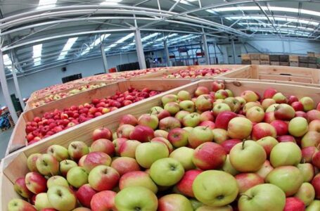 Україна у 2020 році рекордно наростила переробку фруктів