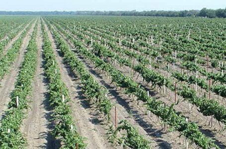 Виноградники ДП «Таврії» можуть розпаювати