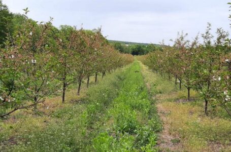 В Винницкой области закладывают вишневый сад
