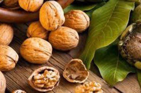 Украинским ореховодам могут компенсировать деньги из бюджета зо покупку техники для работы в саду