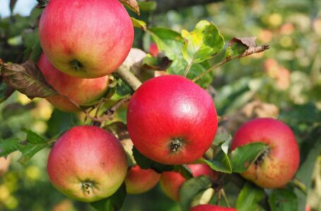 У одного з найбільших виробників яблук ФГ «Гадз» від заморозків постраждало 25% дерев