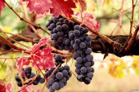 Украинские виноградари и виноделы просят правительство снизить налоговую нагрузку