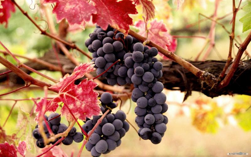  Украинские виноградари и виноделы просят правительство снизить налоговую нагрузку