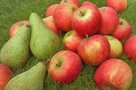 Урожай яблока и груши в Украине в 2020 году будет низким, а цены высокими —  мнение игроков рынка