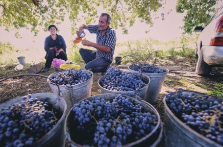 Коронавирус не помеха ртвели – правительство Грузии поможет сфере виноделия