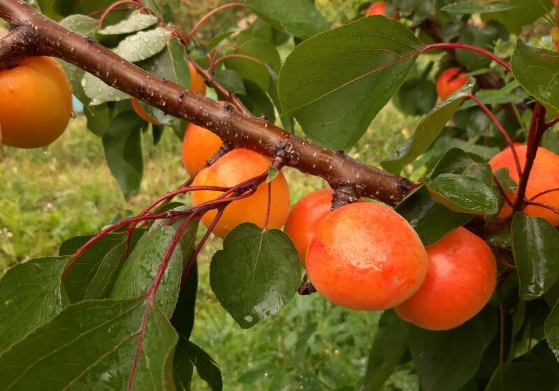  Французький розсадник ESCANDE вже зібрав у своїх садах на півдні Франції врожай ранніх сортів абрикоса