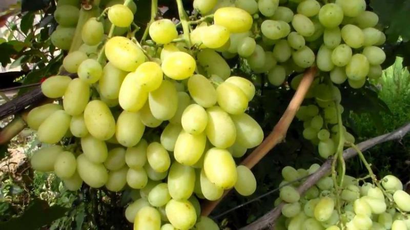  В Україні в продажі з’явився столовий виноград вітчизняного виробництва
