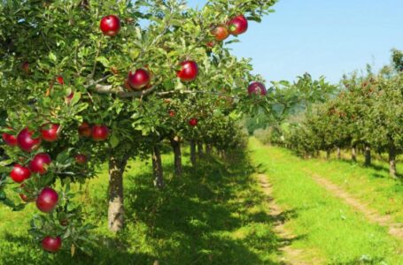 Яблочные завалы: США не может никак распродать запасы яблока урожая 2019 года