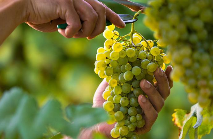  Світовий ринок столового винограду: що розповідають експерти
