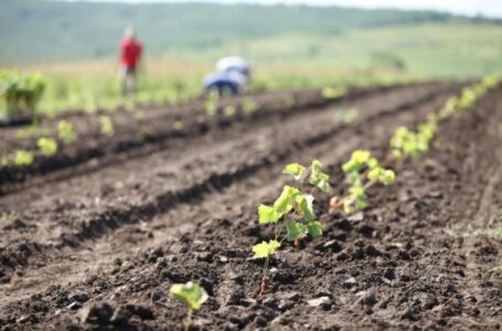 В Молдове возобновлено производство посадочного материала винограда высшей биологической категории