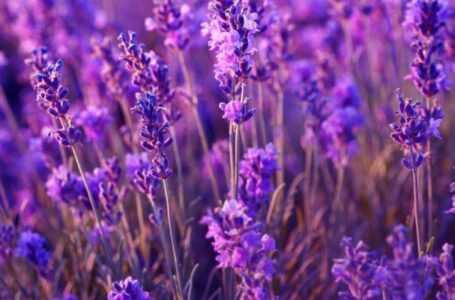 Подружжя фермерів відтворило маленький Прованс під Вінницею