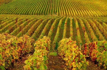 У Мінекономіки розпочне роботу міжвідомча робоча група з розвитку виноградарства та виноробства