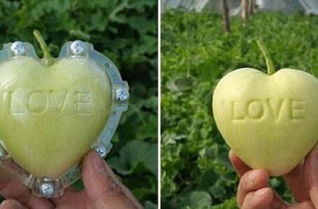 Фігурні фрукти й овочі: скільки коштує вирощувати в Україні такий фрукт