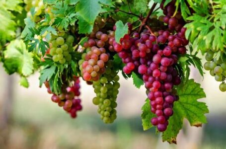 Для порятунку виноробної галузі уряду пропонують впровадити три ефективні кроки