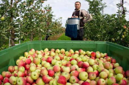 Правительство Грузии будет субсидировать закупку нестандартных яблок