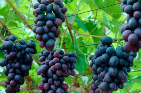 Французы решили собрать меньше винограда из-за коронавируса
