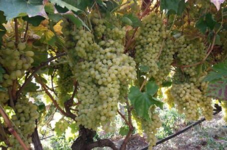 Итальянские селекционеры вывели 40 новых сортов винограда без косточек