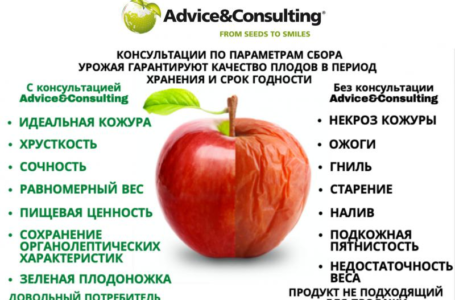 Нова послуга компанії Advice&Consulting допоможе збільшити тривалість зберігання фруктів без втрати якості