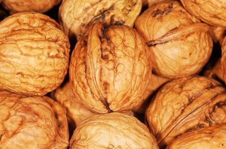 На горіховому обрії – нові сорти волоських горіхів