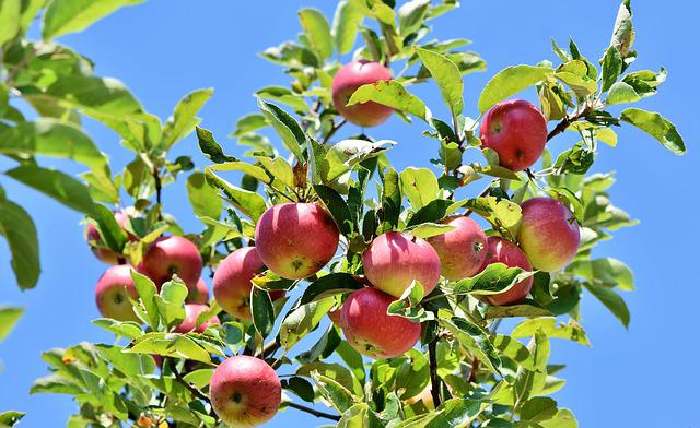  Українські яблука будуть експортувати в Сомалі!