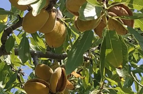 Коли цвітуть мигдалеві сади, або мигдальний дебют відбувся!