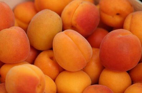 У Франції – нетиповий сезон абрикосів