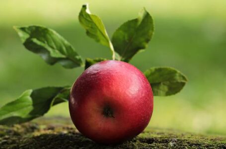 Індійський садівник вивів новий сорт яблук