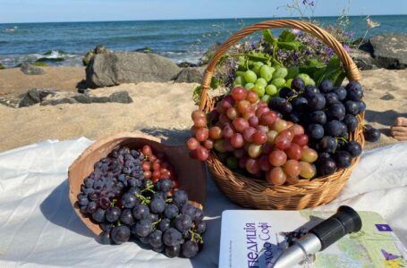 На виноградниках ТМ «Шалені Доли» оголосили про старт сезону винограду