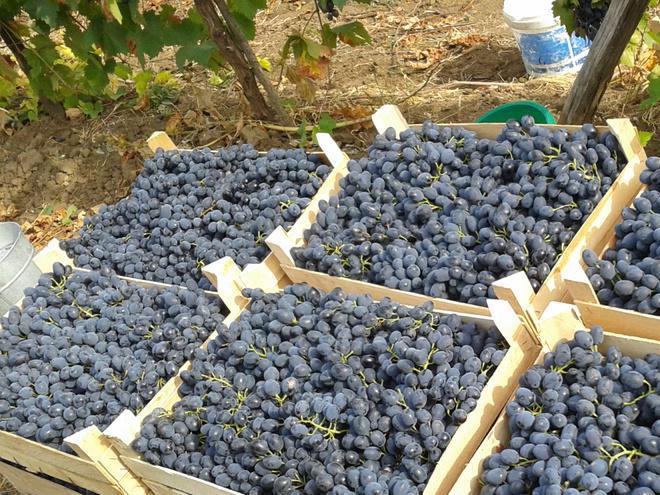  У Молдові прогнозують високий урожай столового винограду і складний сезон його реалізації