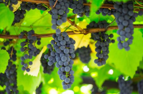 Через негоду українські винороби очікують поганий врожай винограду
