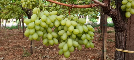  Італійські виробники столового винограду сподіваються на підвищення цін