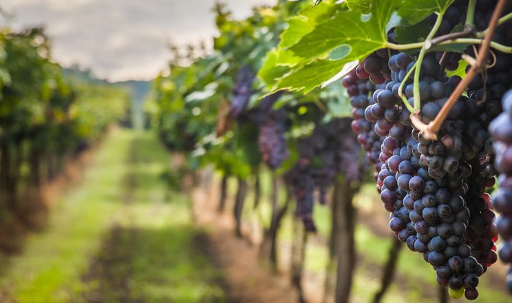  В Україні створять електронний реєстр виробників винограду та виноробної продукції