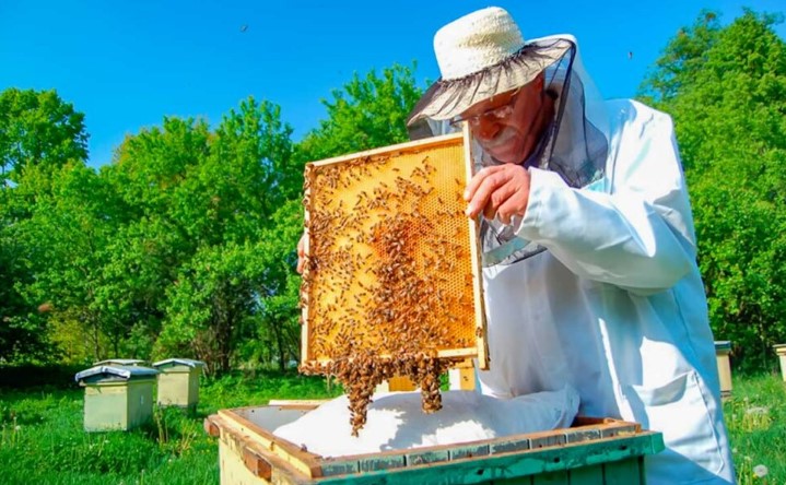  На Сумщині бджолярі отримають більше 1 млн гривень дотацій