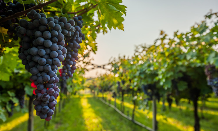  ЄС продовжить підтримку секторів виноробства, вирощування фруктів та овочів