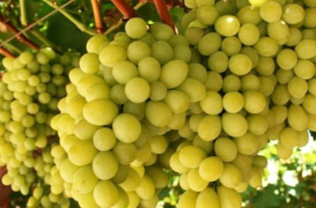 Грузинским фермерам рекомендуют выращивать современные сорта столового винограда