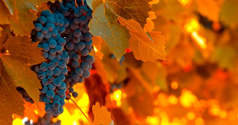 Догляд за виноградом в осінньо-зимовий період: поради