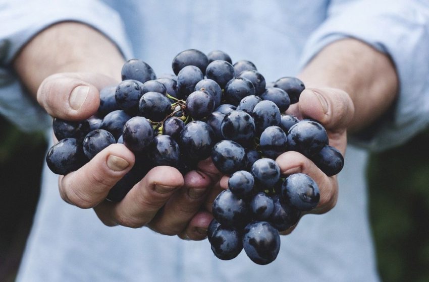  Сьогодні п’янке свято — День виноградаря і винороба