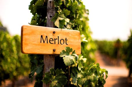 7 ноября – день рождения Мерло. Почему его называют “вечным вторым”