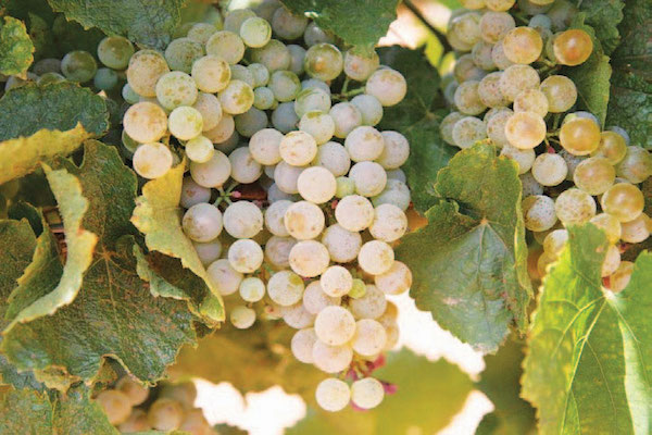  Вино робитимуть з нових сортів винограду