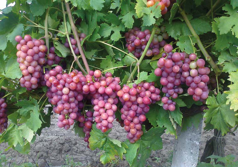 Вплив зміни клімату на вирощування винограду в Україні