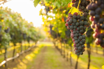  У якому стані перебувають виноградні насадження України?