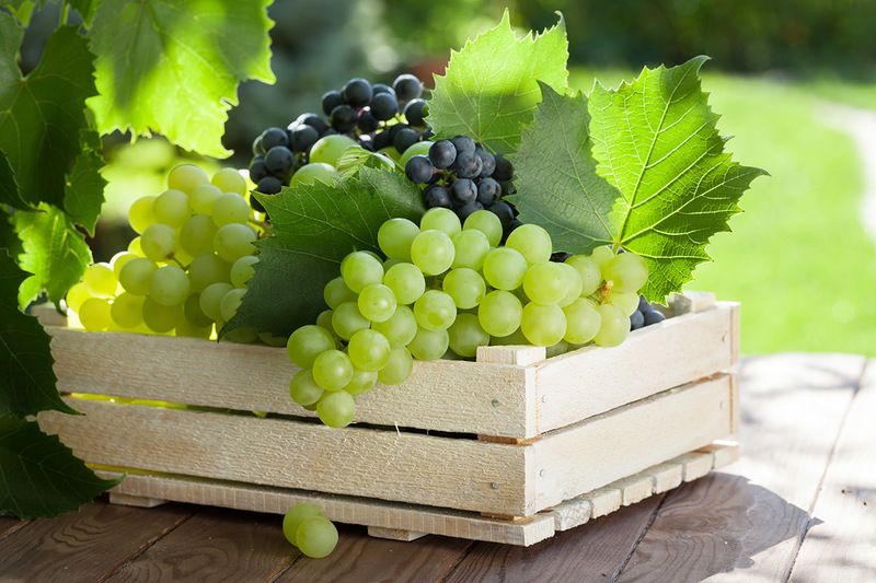  Переробка винограду на виноматеріали в Україні збільшилась, порівняно з попереднім роком