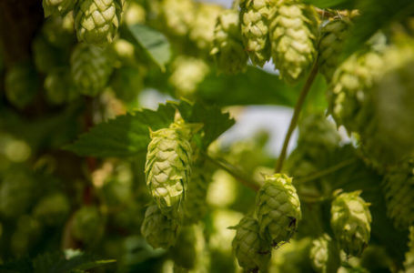 Хмелярство в Україні: особливості розвитку