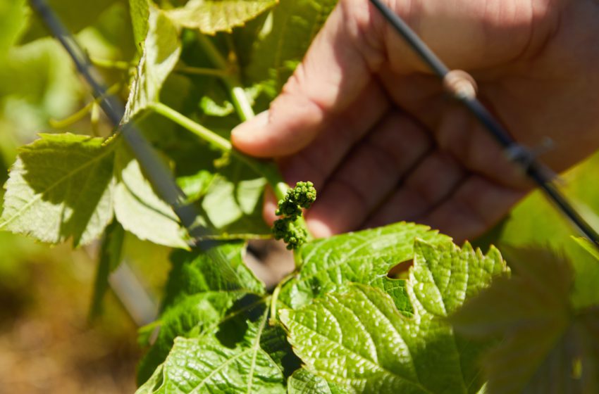  Операції з зеленими частинами рослин винограду